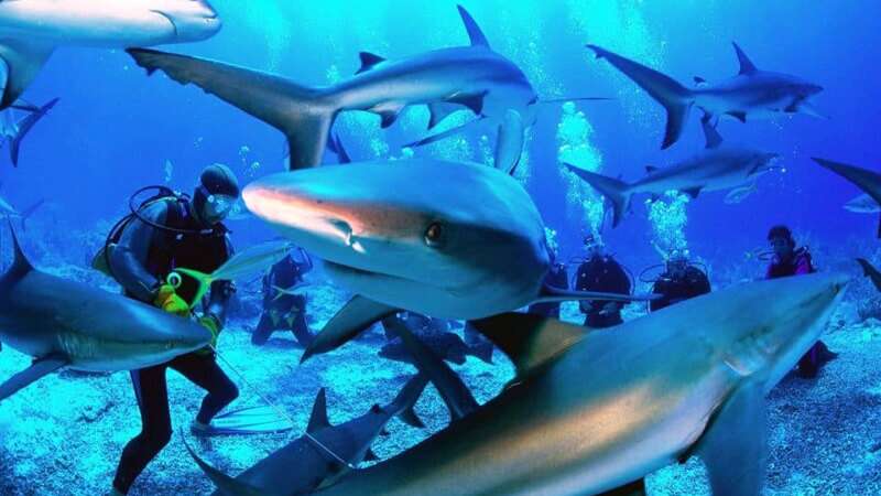 Scuba Diving in the red sea egypt