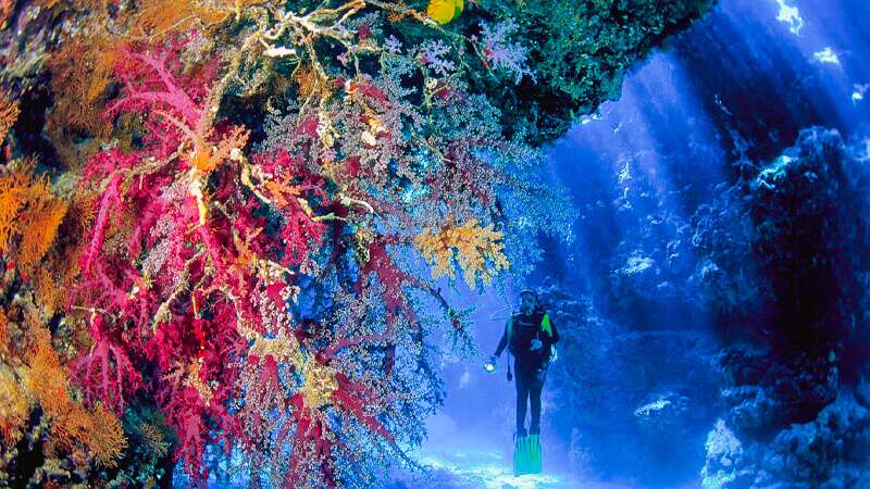 Scuba diving in the red sea egypt