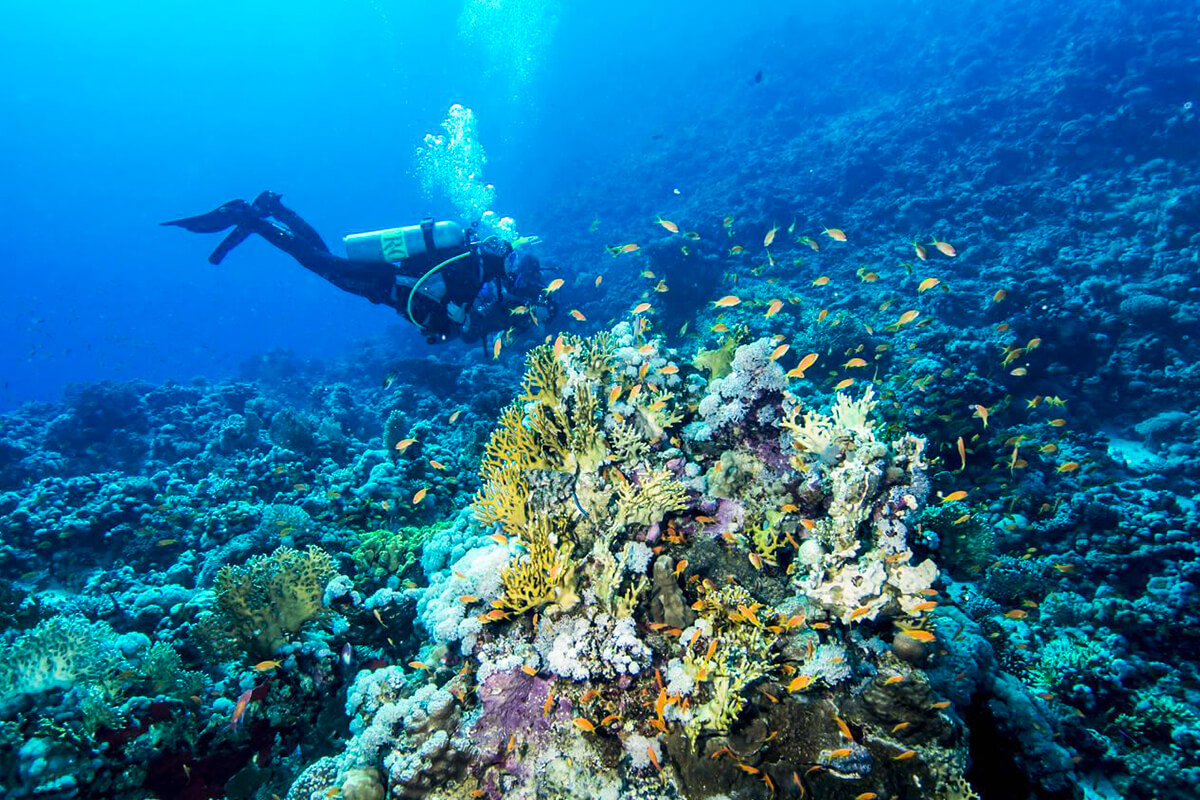 Diving in Egypt